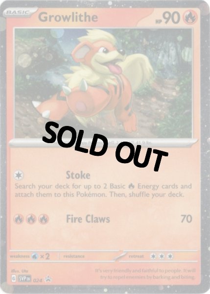 画像1: ガーディ　海外版 英語版　ホロ プロモ　Growlithe - SVP024 - (1)